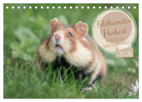 Feldhamster Herbert Little Paws, Large Personality (Desk Calendar 2026 DIN A5 Landscape), CALVENDO Monthly Calendar: A Wild Field Hamster on a Discovery Tour (CALVENDO Animals)