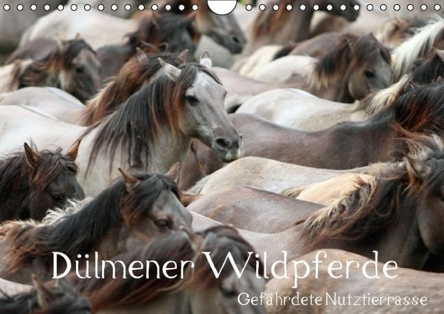 Dã Lmener Wildpferde Wandkalender Imme