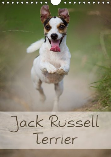 Jack Russell Terrier Wandkalender 2015