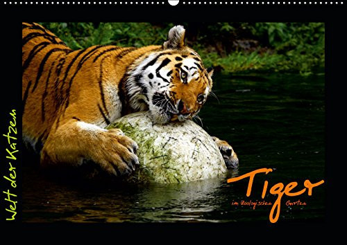 Welt der Katzen - Tiger (Wandkalender 2019 DIN A2 quer): Kalender mit stimmungsvollen Tigeraufnahmen aus Zoologischen Gärten (Monatskalender, 14 Seiten )