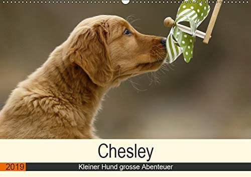 Chesley Kleiner Hund grosse Abenteuer (Wandkalender 2019 DIN A2 quer): Fröhlicher Wald und Wiesen Streifzug eines Golden Retriever Welpen (Monatskalender, 14 Seiten )
