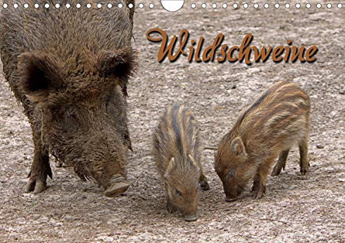Wildschweine (Wandkalender 2020 DIN A4 quer): Clevere Borstenviecher in unseren Wäldern (Monatskalender, 14 Seiten )