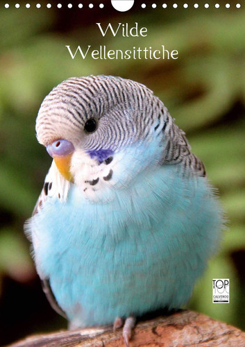 Wilde Wellensittiche (Wandkalender 2020 DIN A4 hoch): Wunderschöner Wellensittichkalender mit atemberaubend schönen und farbenprächtigen Fotografien ... Vögel. (Monatskalender, 14 Seiten )