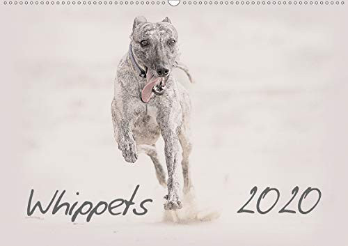 Whippet 2020 (Wandkalender 2020 DIN A2 quer): Whippets - Wunderschön gestalteter Kalender. Jedes Monatsmotiv gleicht einem kleinen Kunstwerk. (Monatskalender, 14 Seiten )