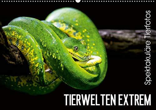 Tierwelten Extrem - Spektakuläre Tierfotos (Wandkalender 2020 DIN A2 quer): Der Tierkalender der Lust auf den nächsten Zoobesuch macht. (Monatskalender, 14 Seiten )