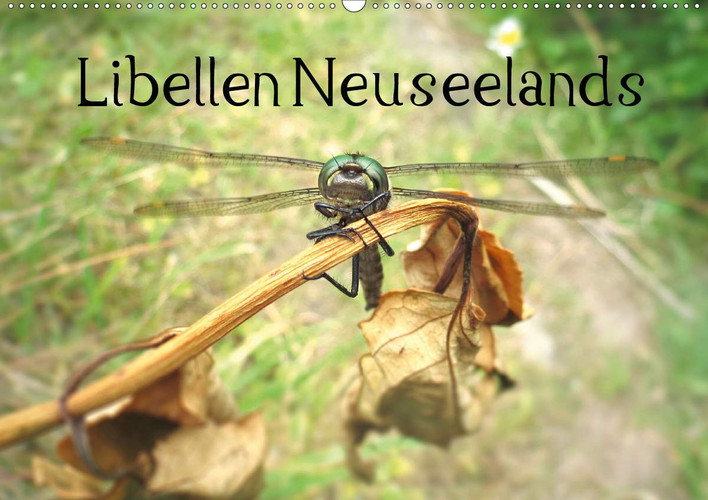 Libellen Neuseelands (Wandkalender 2020 DIN A2 quer): Eine Auswahl der schönsten Fotos fliegender Juwele Neuseelands (Monatskalender, 14 Seiten )
