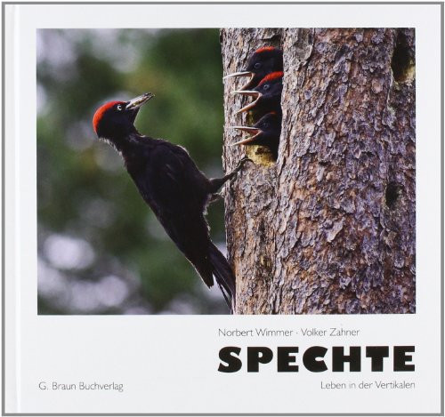 Spechte ein Leben in der Vertikalen