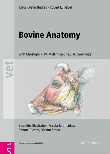 Bovine Anatomy
