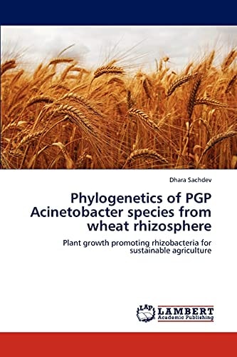 Phylogenetics of Pgp Acinetobacter Species from Wheat Rhizosphere