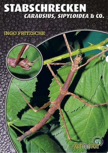 Stabschrecken Carausius, Sipyloidea & Co.