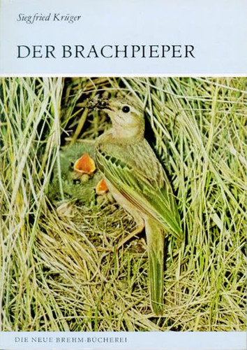 BRACHPIEPER ANTHUS CAMPESTRIS