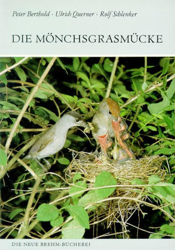 MÖNCHSGRASMÜCKE 603 SYLVIA ATRICAPILLA