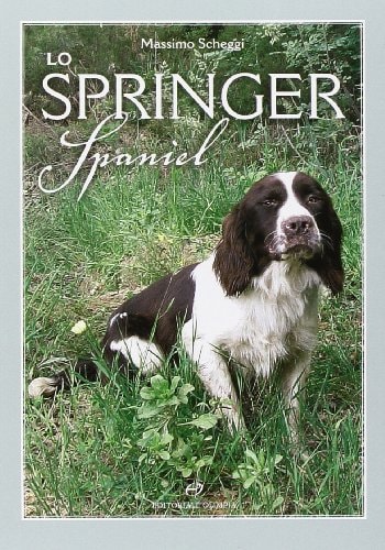 Lo springer spaniel