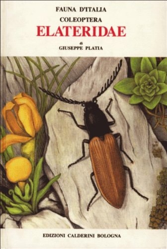 Coleoptera Elateridae