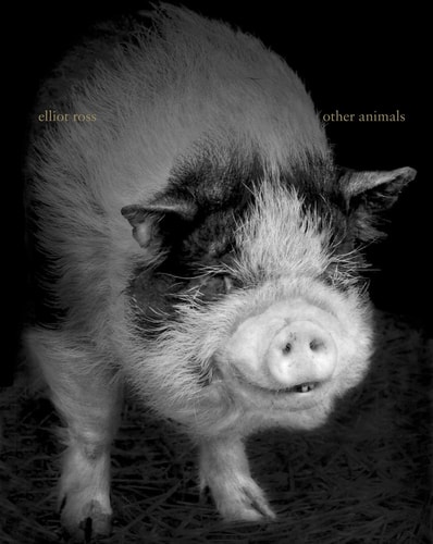 Other Animals