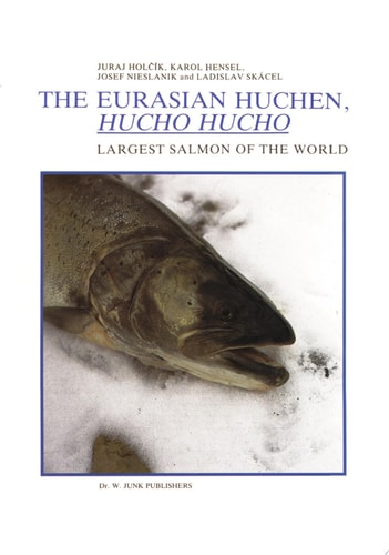 The Eurasian Huchen, Hucho hucho Largest Salmon of the World