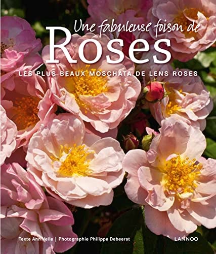 Une fabuleuse foison de roses les plus beaux moschata de Lens Roses