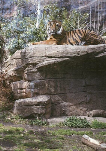 Tiger 2