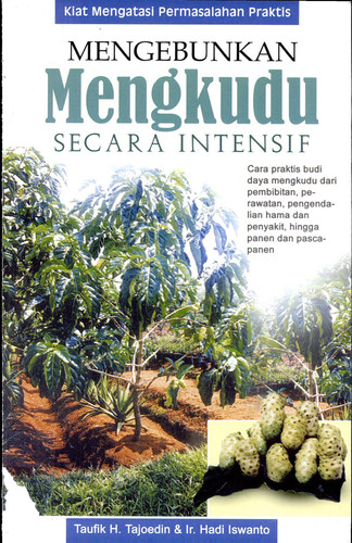Mengebunkan Mengkudu secara Intensif