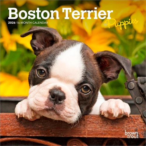 Boston Terrier Puppies 2026 Wall Calendar