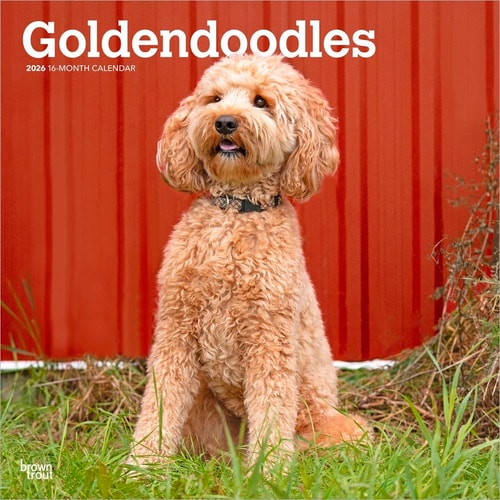 Goldendoodles 2026 12 x 24 Inch Wall Calendar