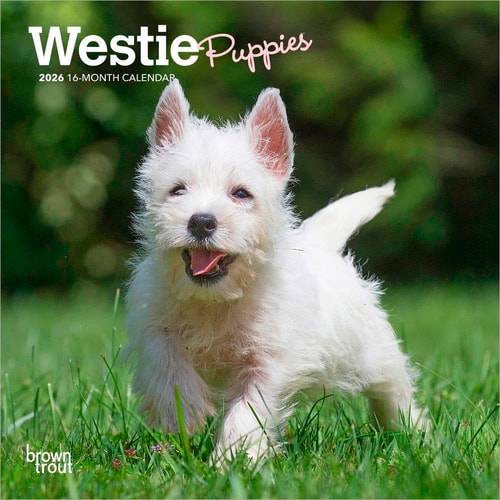 West Highland White Terrier Puppies | 2026 Monthly Mini Wall Calendar