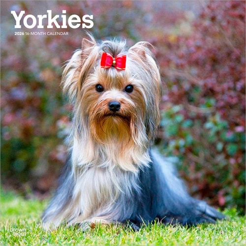 Yorkshire Terriers | 2026 Monthly Wall Calendar