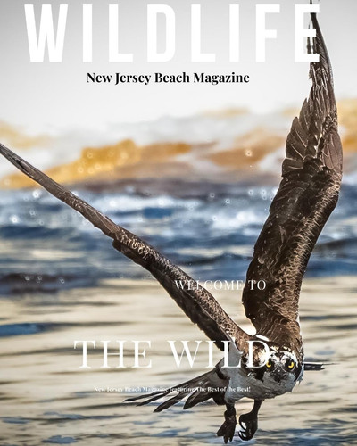 New Jersey Beach Magazine Wildlife 2024 New Jersey Wildlife