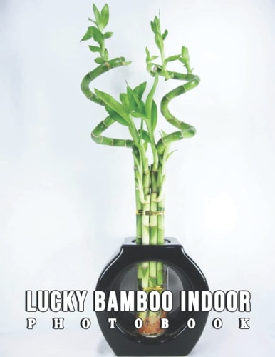 The Photo Of Lucky Bamboo Indoor: A Great Gift With Compelling And Impressive Pictures Of Lucky Bamboo Indoor To Relax And Relieve Stress For All Ages & Genders On Christmas, Birthday