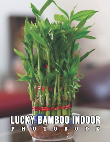 The Photo Of Lucky Bamboo Indoor: Compelling Photos Collection Of Lucky Bamboo Indoor As A Great Gift For Adults, Teens, Kids To Relax And Relieve Stress