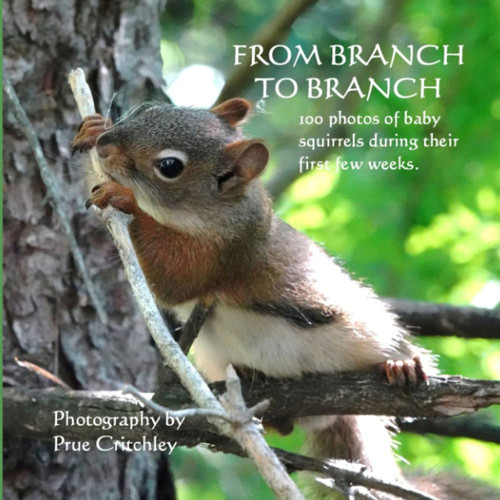 From Branch To Branch: 100 photos of baby squirrels during their first few weeks (American Red Squirrel photography)