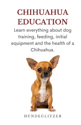 Chihuahua Education: Learn everything about dog training, feeding, initial equipment and the health of a Chihuahua