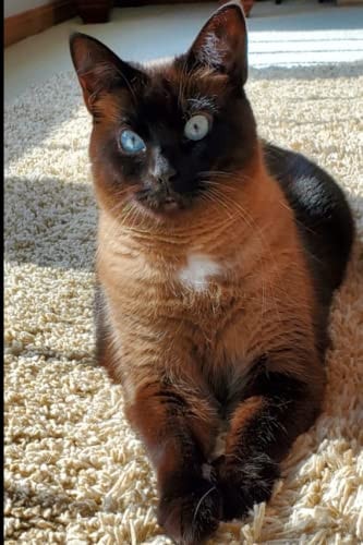 Diary: Journal, notebook, diary, 6x9, cats