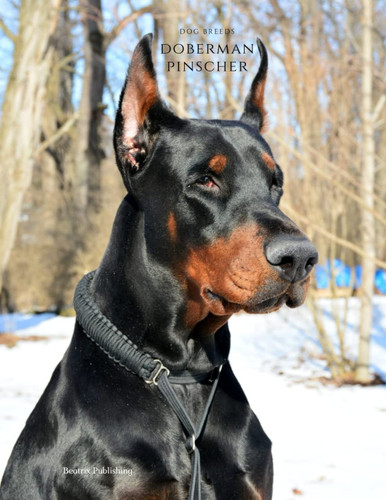 Notebook Dog Breeds Doberman Pinscher: Yournal, Diary, Animal Print