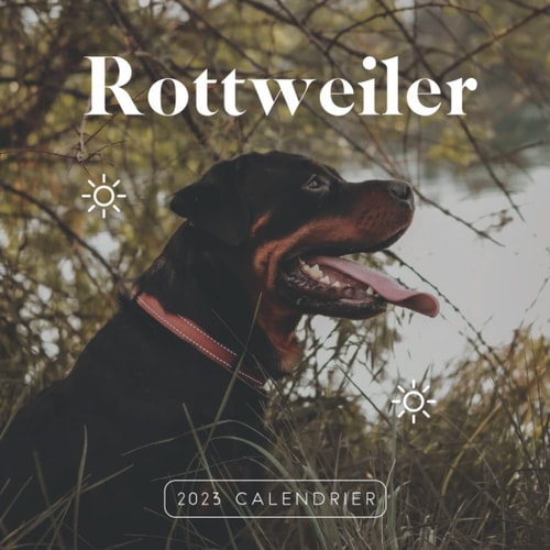 Rottweiler Calendrier: Calendrier 2023 - 8.5''x8.5'' - Cadeaux pour la famille et les amis (French Edition)