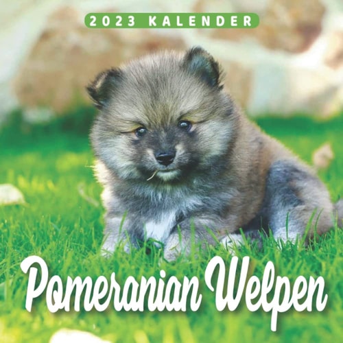 Pomeranian Welpen Kalender: Kalender 2023 - 8.5x8.5 inches - Geschenke für Familie und Freunde (German Edition)