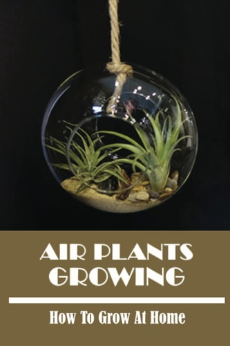 Air Plants Growing: How To Grow At Home