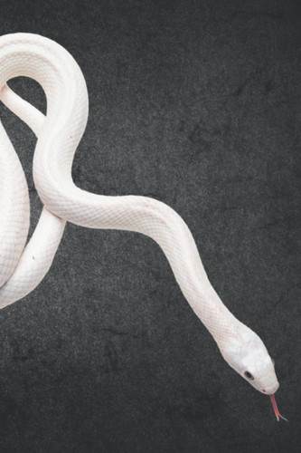 White Snake Power Animal Lined Notebook - Journal for Transformation, Rebirth, & Renewal