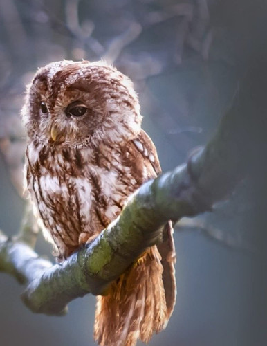 Notbook, Birds, owl on cover, birds on branch in pages