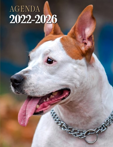Agenda 2022 - 2026: Chien American Staffordshire. Planificateur mensuel de 5 ans. Grand Format 18x25 cm. Calendrier de 60 mois, 2 pages par mois. (French Edition)