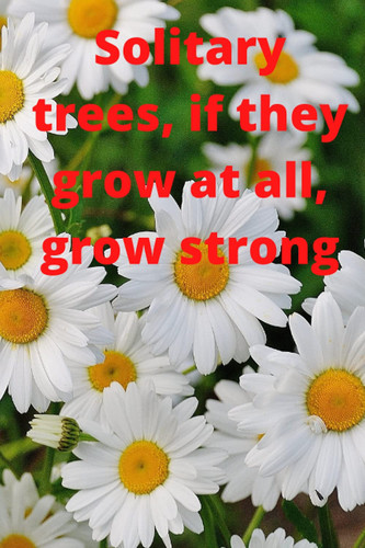 Solitary trees, if they grow at all, grow strong.: Motivational Notebook, Journal, Diary
