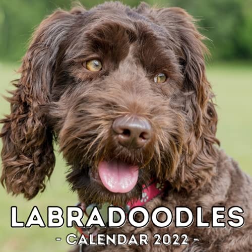 Labradoodles Calendar 2022: 16-Month Calendar, Cute Gift Idea For Labradoodle Lovers Women & Men