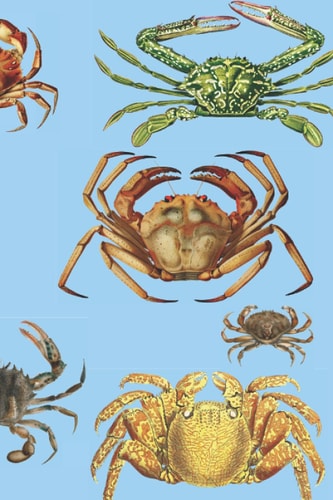 Crab Composition Notebook: A Journal