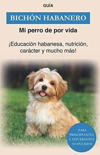 Bichón Habanero Educación, formación y carácter de los habaneros