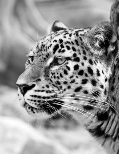 Leopard Notebook Attractive Leopard Notebook Journal