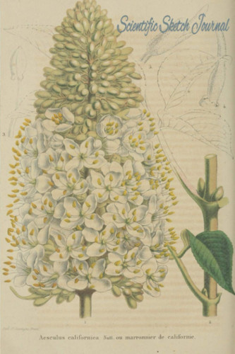 Scientific Sketch Journal: A perfect easy to carry journal to record illustrations and information. Vintage botanical cover with 100 pages for sketching and observations.
