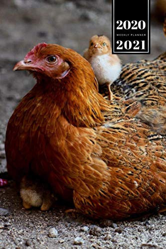 Chicken Poultry Farmer Farming Agriculture Week Planner Weekly Organizer 2020 / 2021 - Little Sleeps on Big: Animal Lover Pet Owner Gift Idea - Schedule Notebook Journal in 6" x 9" Inch