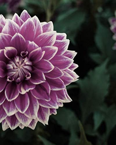 Journal: 200 Dot Grid Sheets, 8x10 Inch Notebook, Beautiful Purple Dahlia Flower, Plan Your Day and Organize Your Life, Tracker, Productivity Diary
