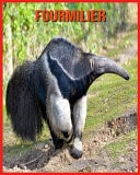Fourmilier Images Incroyables et Informations Amusantes concernant les Fourmilier