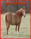 Quarter Horse Images Etonnantes & Informations Amusantes Concernant les Animaux dans la Nature